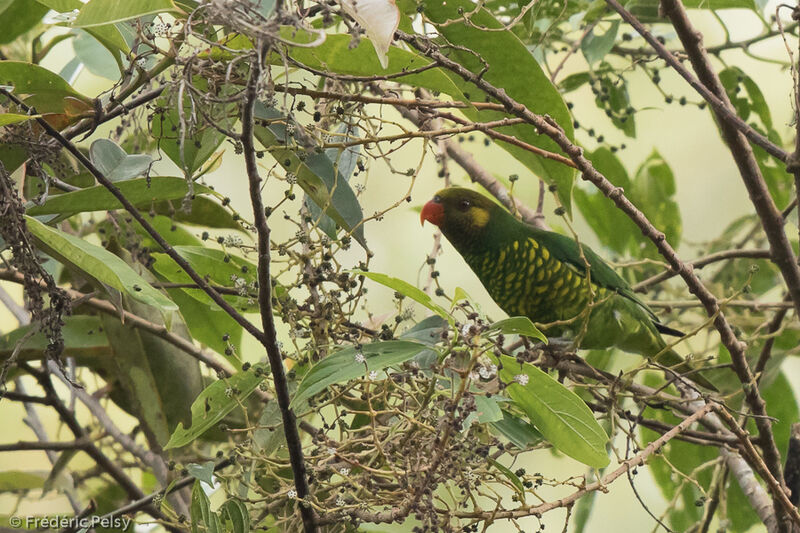 Yellow-cheeked Lorikeet