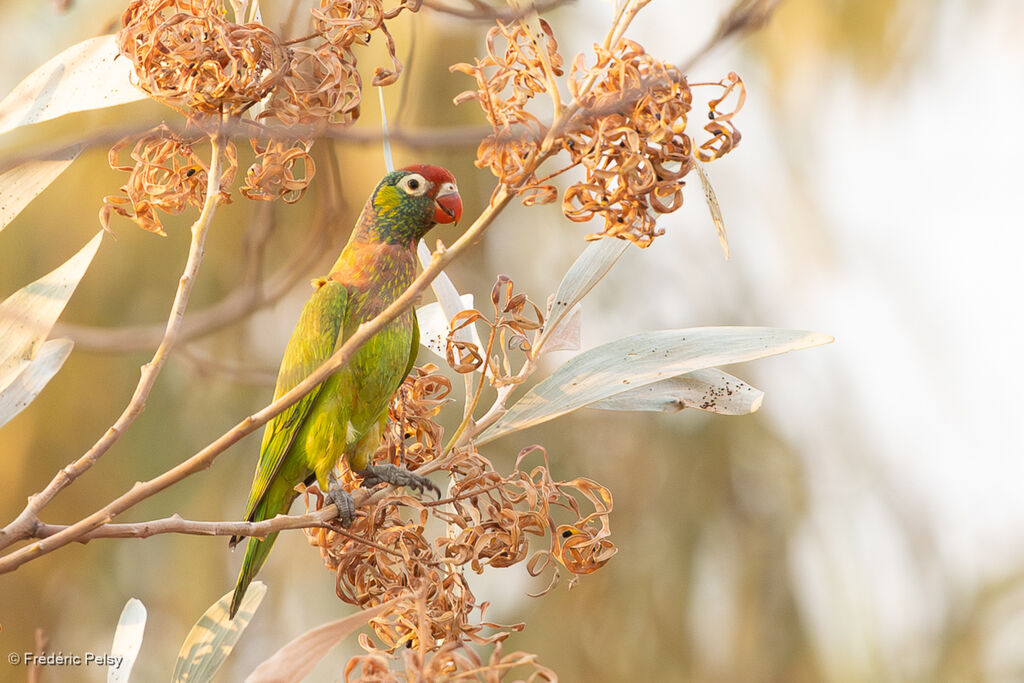 Loriquet versicolore