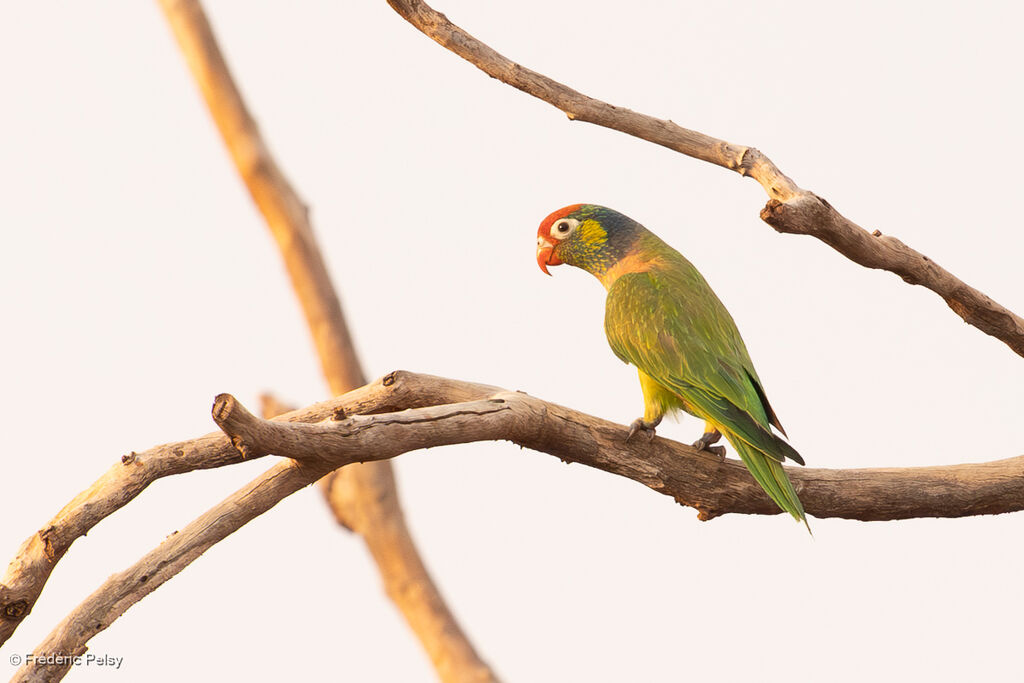 Loriquet versicolore mâle adulte