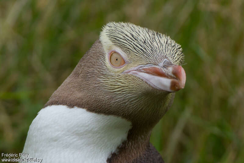 Manchot antipodeadulte, portrait