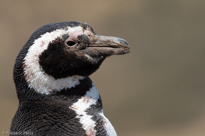 Magellanic Penguin