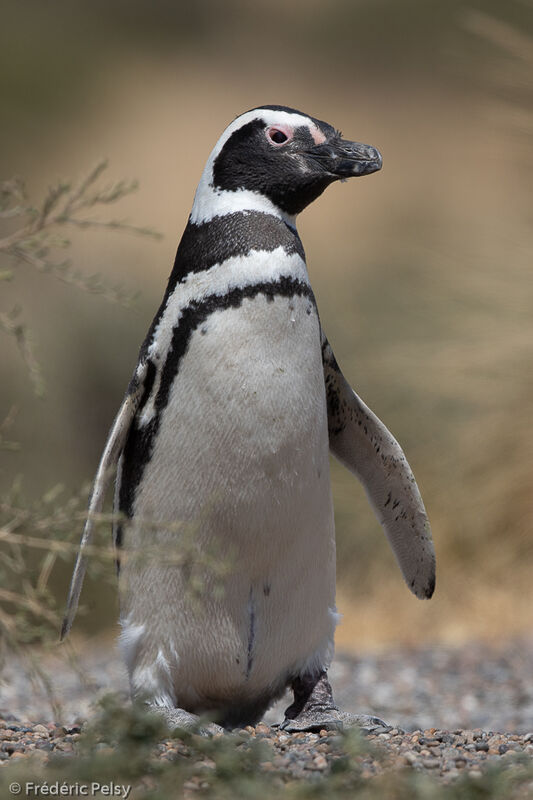 Magellanic Penguin