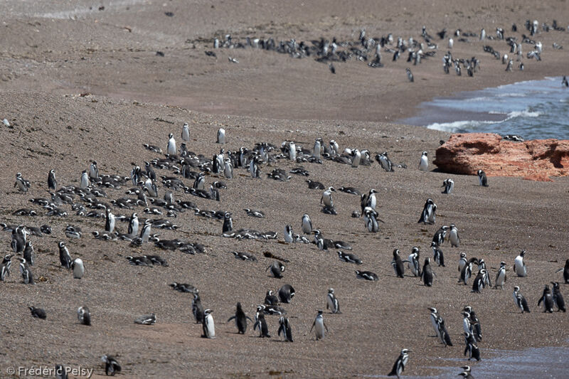 Magellanic Penguin