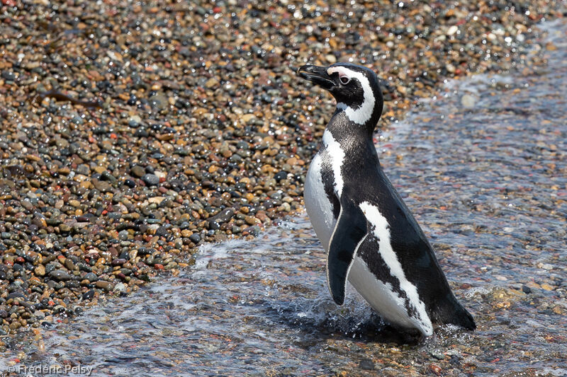 Magellanic Penguin