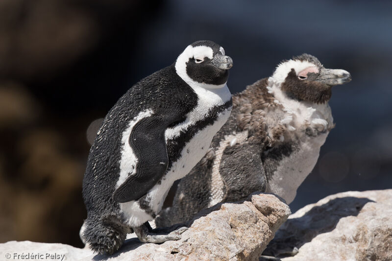 African Penguin