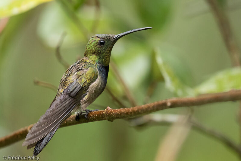 Puerto Rican Mango male adult transition, identification