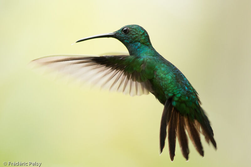 Green Mangoadult, Flight