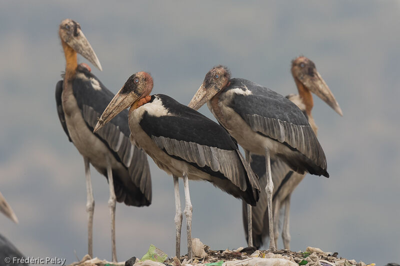 Greater Adjutant