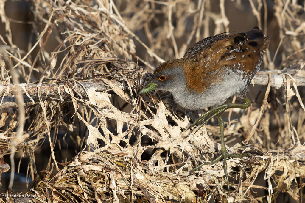 Baillon's Crake