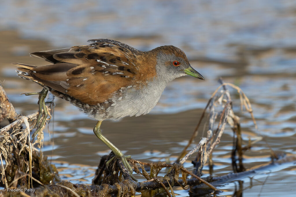 Baillon's Crake