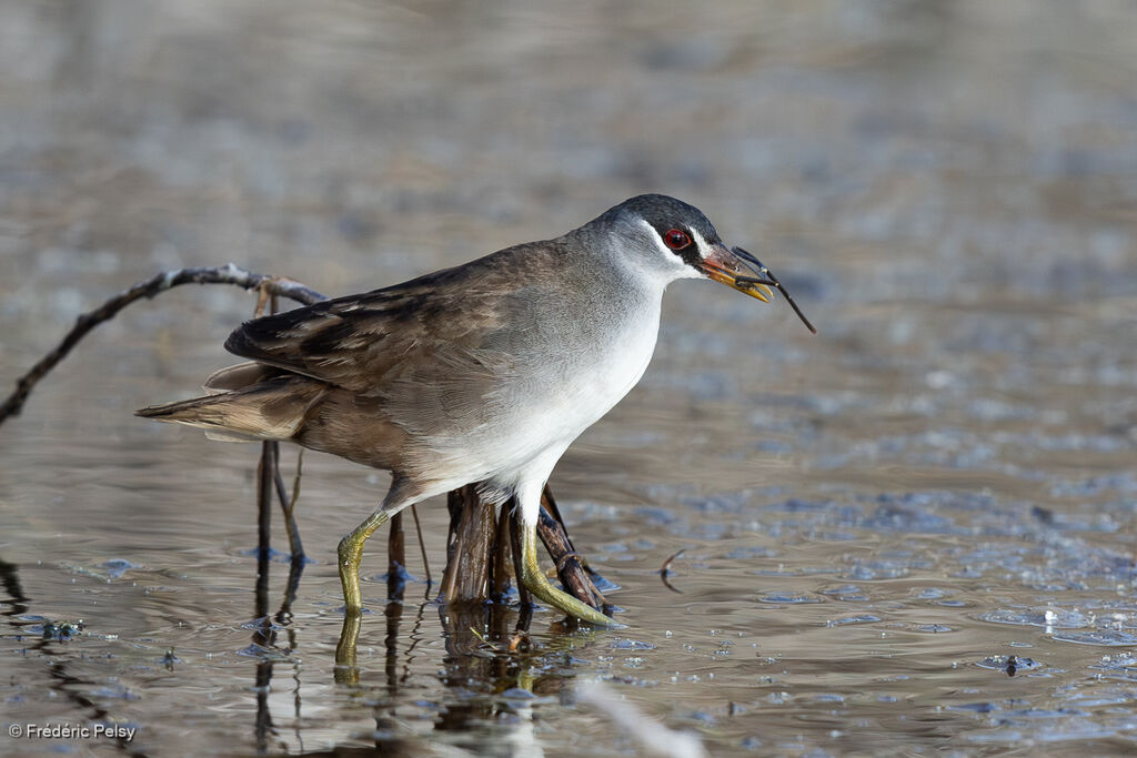 Marouette grise - Râle cendré<br />