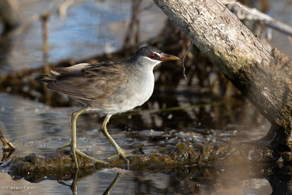 Marouette grise - Râle cendré<br />