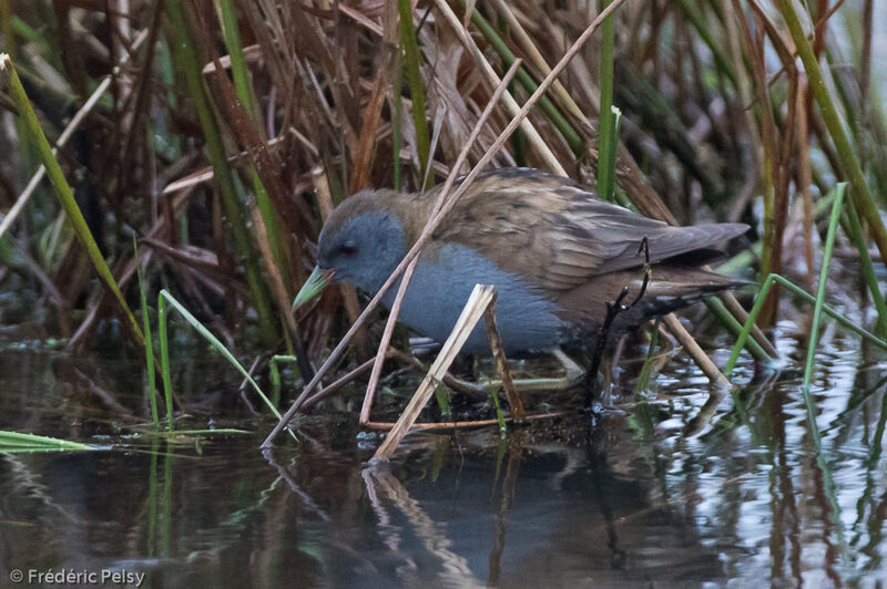 Little Crake male adult