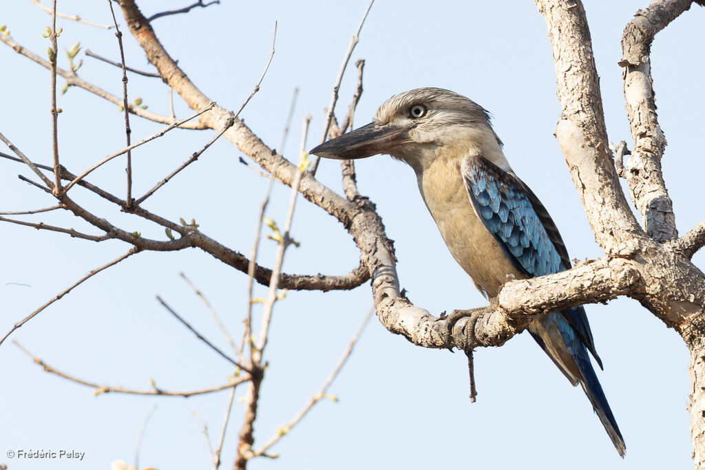 Martin-chasseur à ailes bleues