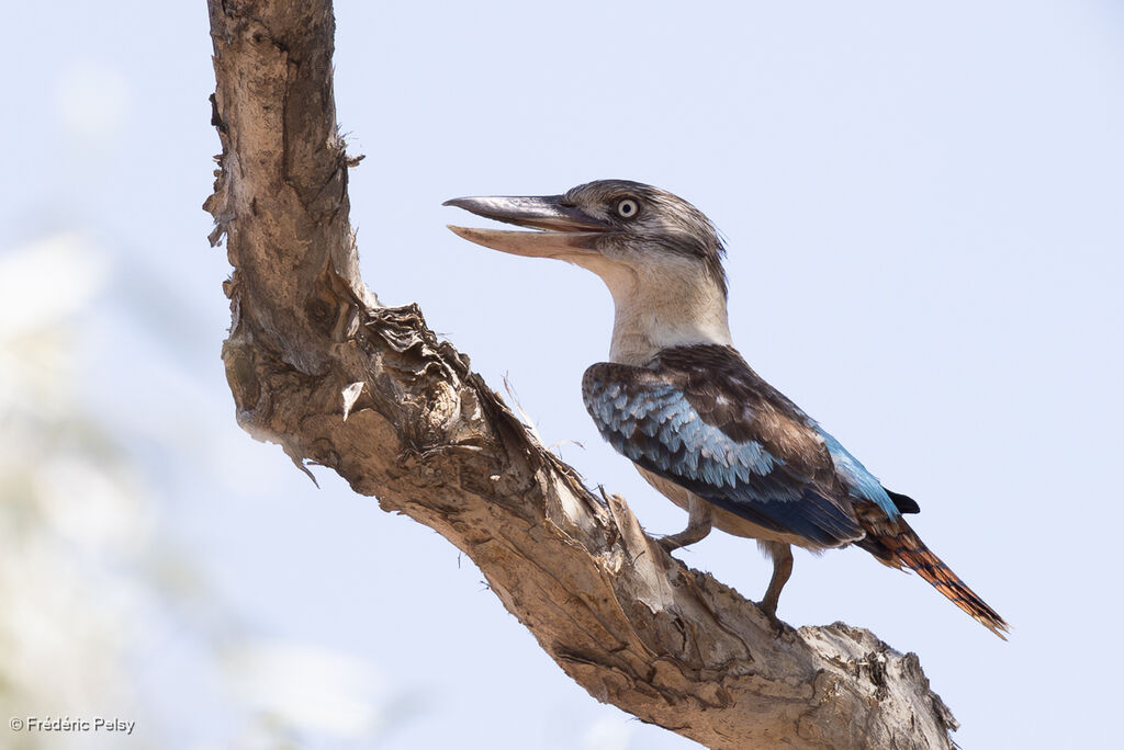 Martin-chasseur à ailes bleues femelle adulte