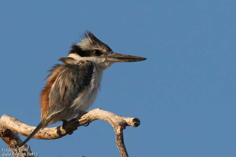 Red-backed Kingfisheradult