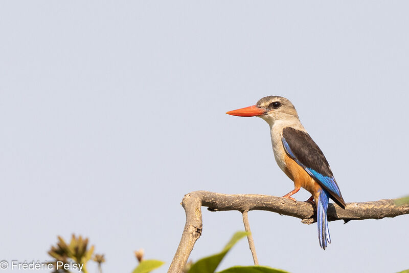 Grey-headed Kingfisher