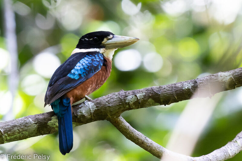 Rufous-bellied Kookaburra