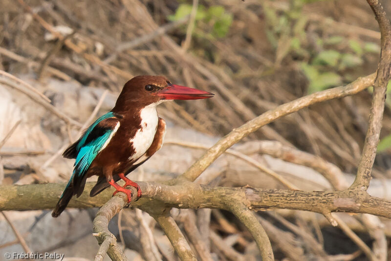 White-throated Kingfisher