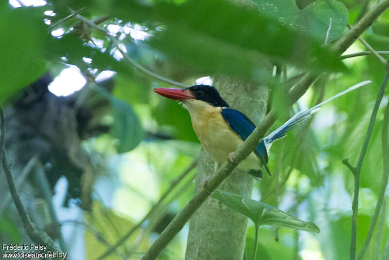 Black-capped Paradise Kingfisheradult, identification