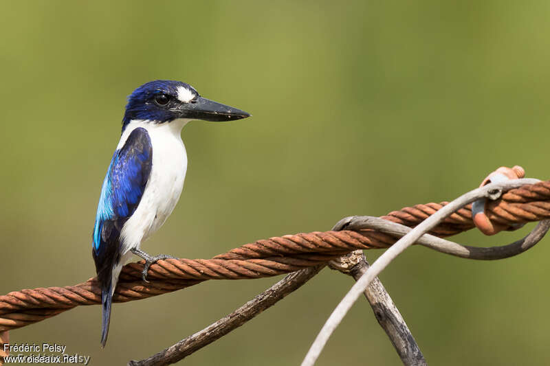 Blue-and-white Kingfisheradult, identification