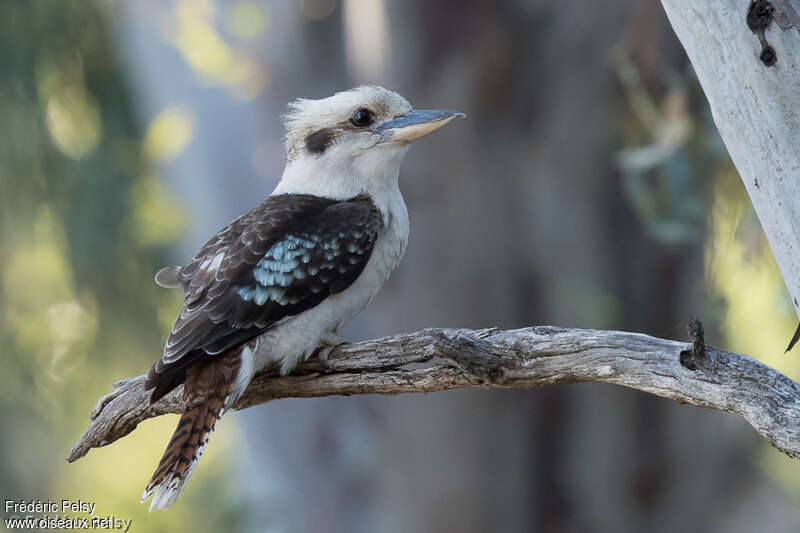 Martin-chasseur géantadulte, identification