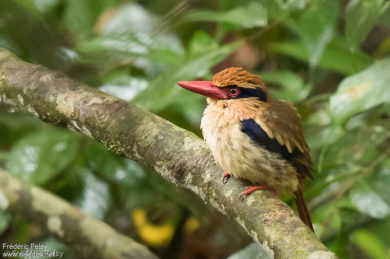 Sulawesi Lilac Kingfisher male adult