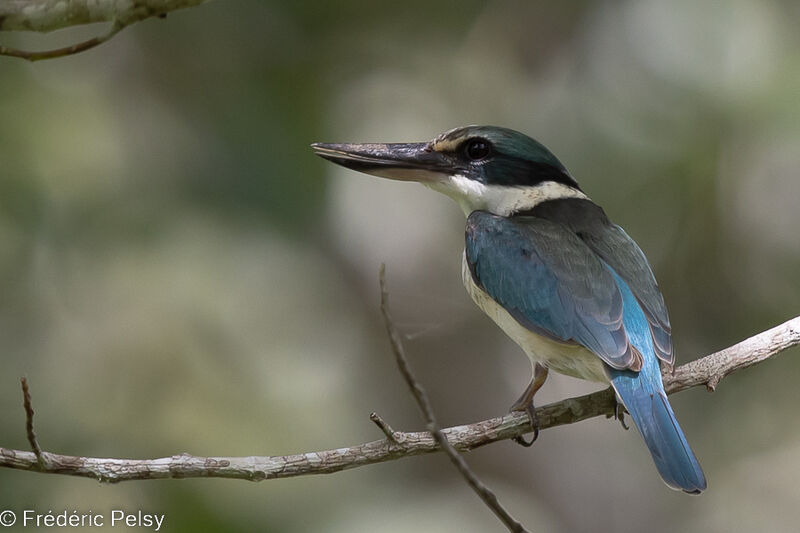 Sacred Kingfisher