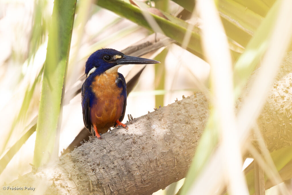 Martin-pêcheur à dos bleu