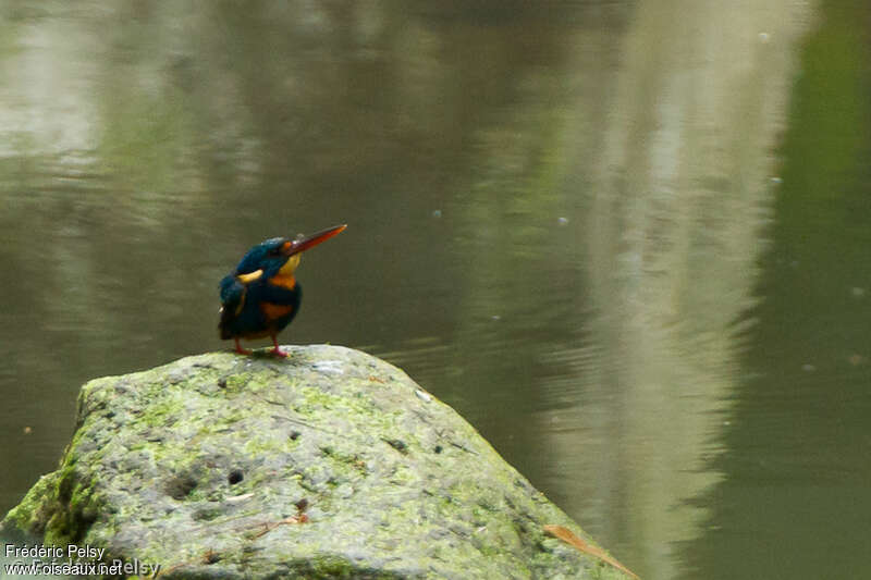 Indigo-banded Kingfisheradult