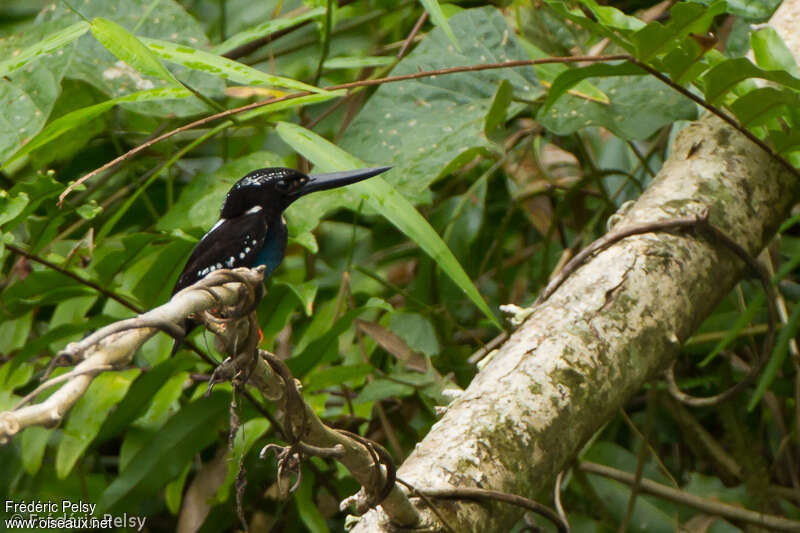 Southern Silvery Kingfisheradult