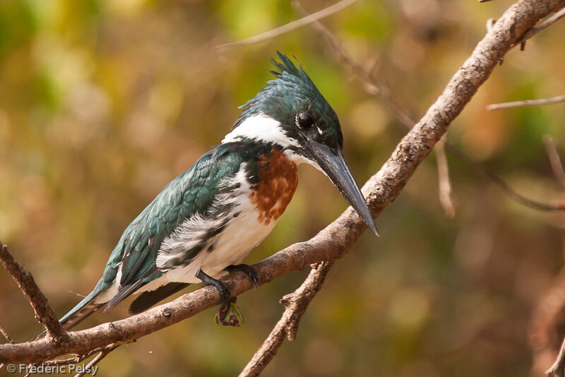 Amazon Kingfisher male adult, identification