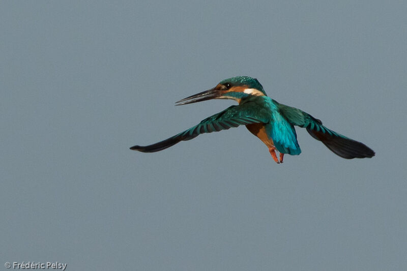 Common Kingfisher male adult, Flight