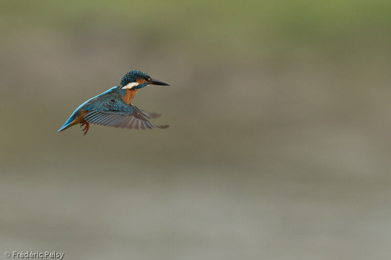 Common Kingfisher