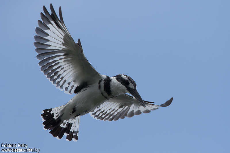 Pied Kingfisher male adult, Flight