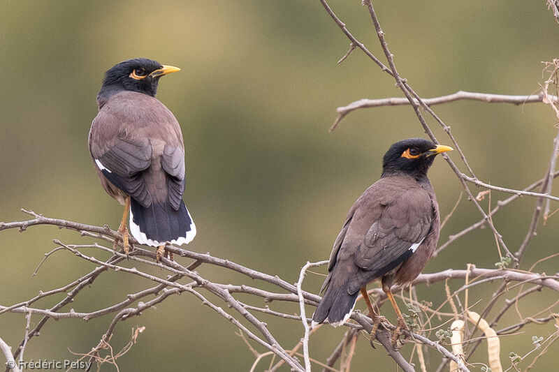 Common Myna