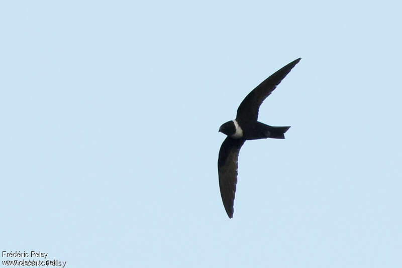 White-collared Swiftadult, Flight