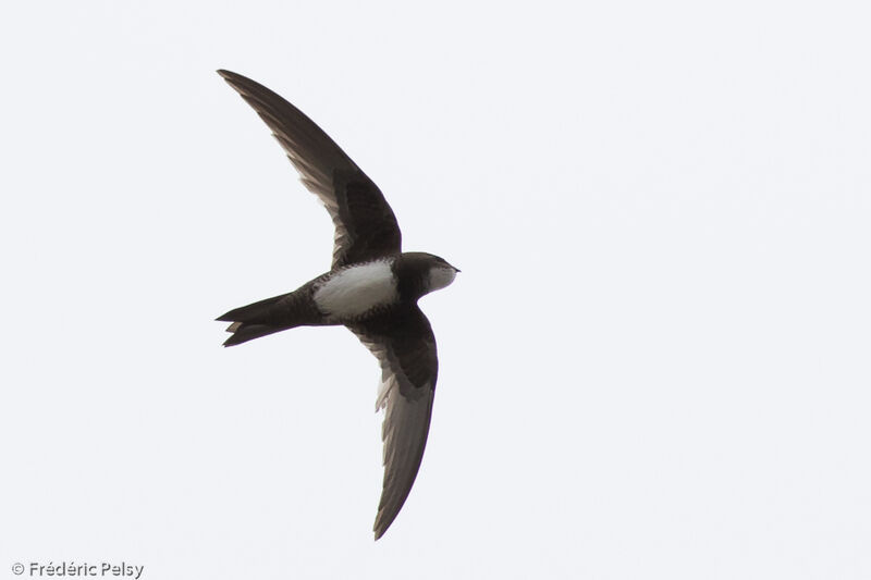 Alpine Swift, Flight