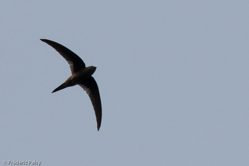 Asian Palm Swift, Flight