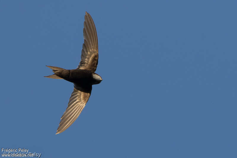 White-rumped Swift, pigmentation, Flight