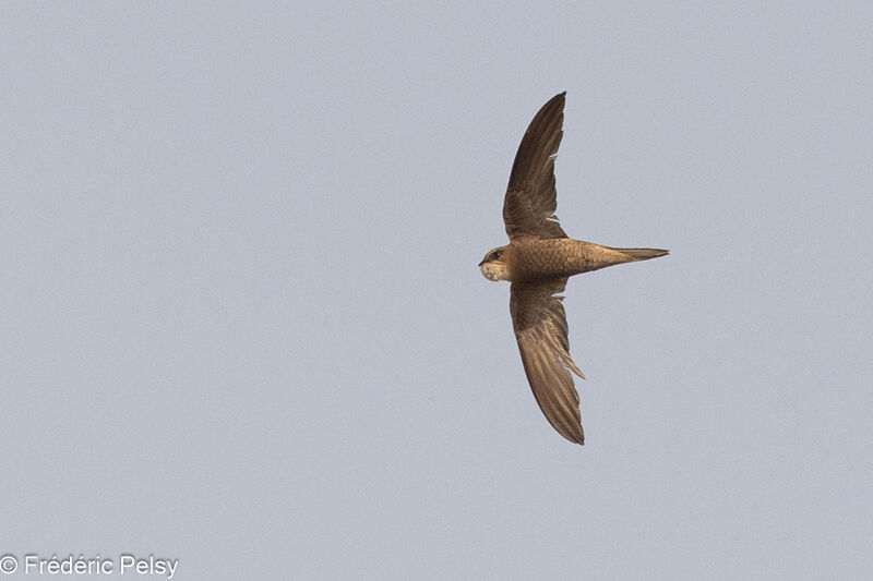 Forbes-Watson's Swift