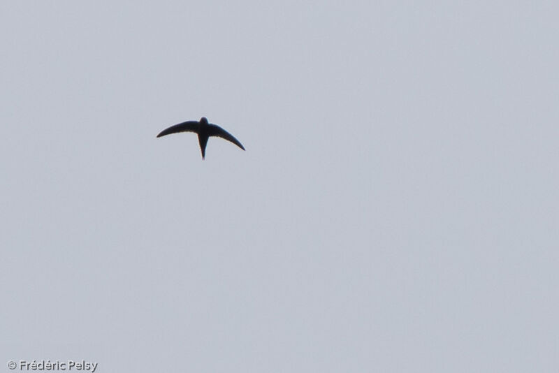 Scarce Swift