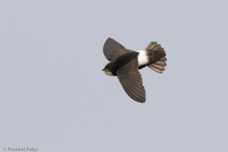 Little Swift, Flight