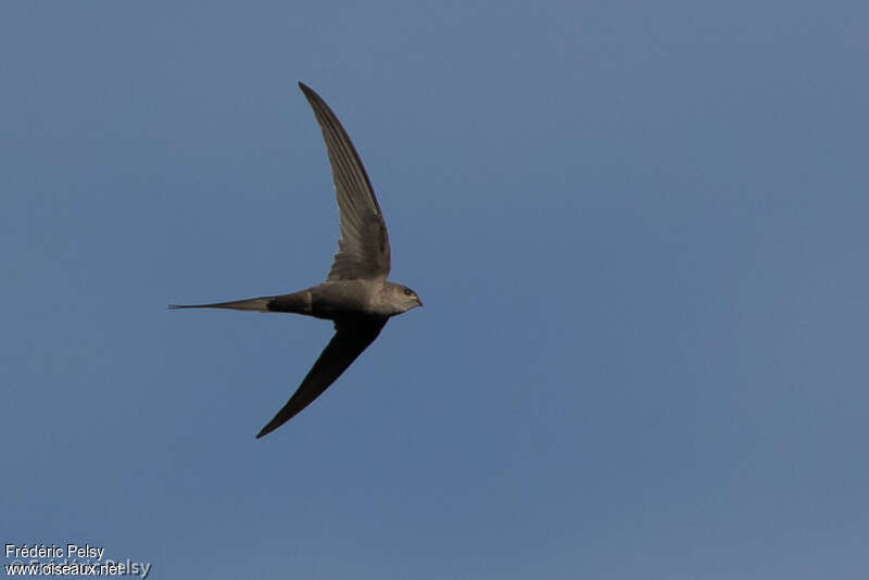 Martinet des palmesadulte, identification, Vol