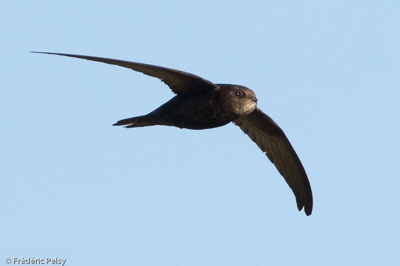 Common Swift, Flight, eats