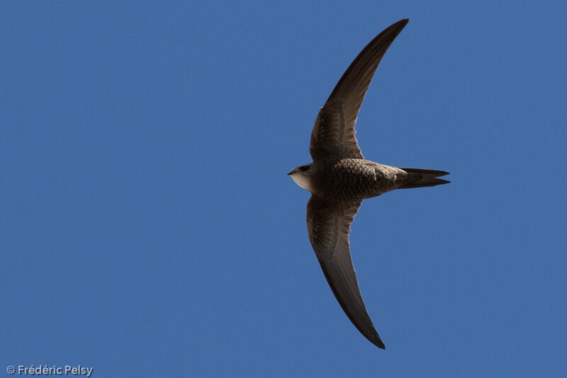 Pallid Swift, Flight