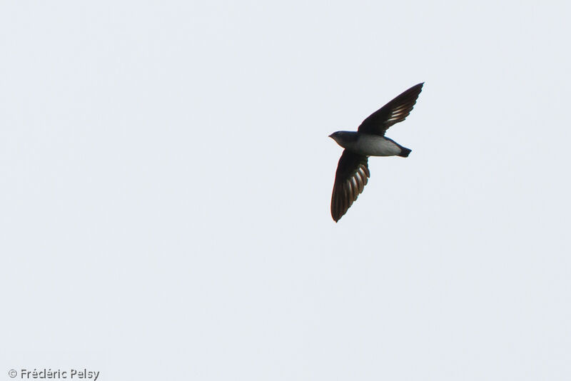 Papuan Spinetail