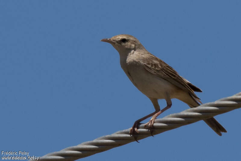 Rufous Songlark