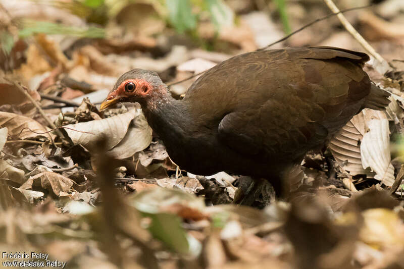 Mégapode des Philippines