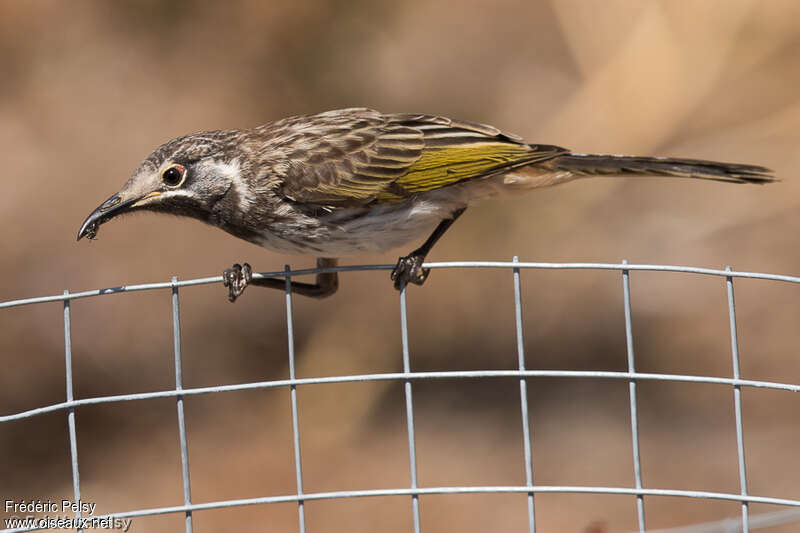 White-fronted Honeyeater